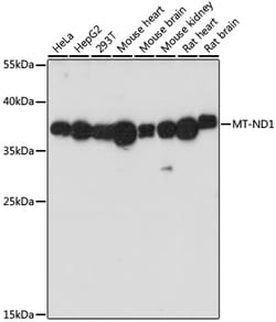 Invitrogen MT-ND1 Polyclonal Antibody 100 &mu;L; Unconjugated:Antibodies,
