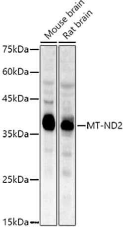 Invitrogen MT-ND2 Polyclonal Antibody 100 &mu;L; Unconjugated:Antibodies,