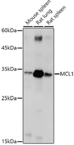 Invitrogen MCL-1 Polyclonal Antibody 100 &mu;L; Unconjugated:Antibodies,