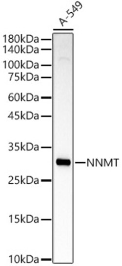 Invitrogen NNMT Polyclonal Antibody 100 &mu;L; Unconjugated:Antibodies,