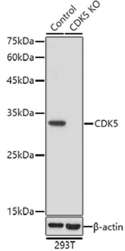 Invitrogen CDK5 Polyclonal Antibody 100 &mu;L; Unconjugated:Antibodies,