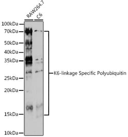 Invitrogen Ub-K6 Polyclonal Antibody 100 &mu;L; Unconjugated:Antibodies,