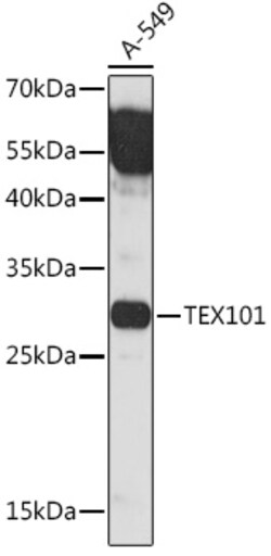 Invitrogen TEX101 Polyclonal Antibody 100 &mu;L; Unconjugated:Antibodies,