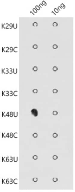 Invitrogen Ub-K48 Polyclonal Antibody 100 &mu;L; Unconjugated:Antibodies,