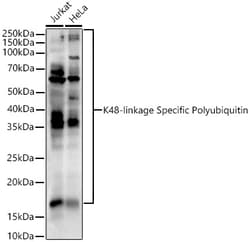 Invitrogen Ub-K48 Polyclonal Antibody 100 &mu;L; Unconjugated:Antibodies,