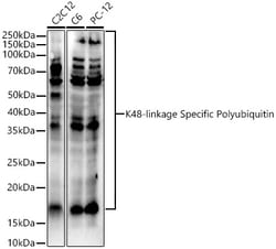 Invitrogen Ub-K48 Polyclonal Antibody 100 &mu;L; Unconjugated:Antibodies,