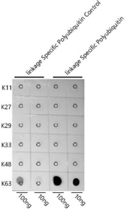 Invitrogen Ub-K63 Polyclonal Antibody 100 &mu;L; Unconjugated:Antibodies,