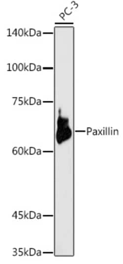Invitrogen Paxillin Polyclonal Antibody 100 &mu;L; Unconjugated:Antibodies,
