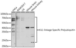 Invitrogen&trade;&nbsp;Ub-K11 Polyclonal Antibody