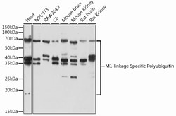 Invitrogen Ub-M1 Polyclonal Antibody 100 &mu;L; Unconjugated:Antibodies,