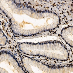 Invitrogen CSB Polyclonal Antibody 100 &mu;L; Unconjugated:Antibodies,