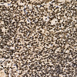 Invitrogen CSB Polyclonal Antibody 100 &mu;L; Unconjugated:Antibodies,