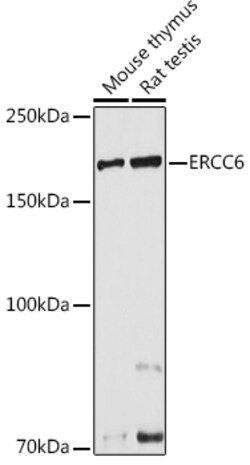 Invitrogen CSB Polyclonal Antibody 100 &mu;L; Unconjugated:Antibodies,