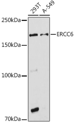 Invitrogen CSB Polyclonal Antibody 100 &mu;L; Unconjugated:Antibodies,