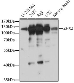 Invitrogen ZHX2 Polyclonal Antibody 100 &mu;L; Unconjugated:Antibodies,