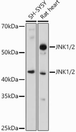Invitrogen JNK1/JNK2 Polyclonal Antibody 100 &mu;L; Unconjugated:Antibodies,
