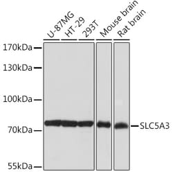Invitrogen SLC5A3 Polyclonal Antibody 100 &mu;L | Buy Online | Invitrogen&trade; | Fisher Scientific