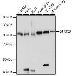 Invitrogen GTF3C3 Polyclonal Antibody 100 &mu;L; Unconjugated:Antibodies,