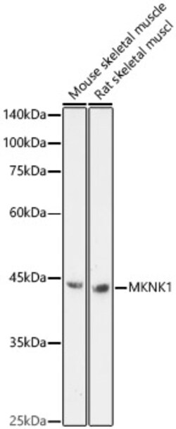 Invitrogen MNK1 Polyclonal Antibody 100 &mu;L | Buy Online | Invitrogen&trade; | Fisher Scientific