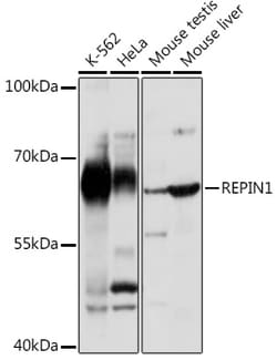 Invitrogen REPIN1 Polyclonal Antibody 100 &mu;L; Unconjugated:Antibodies,