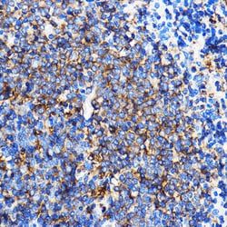 Invitrogen SERC1 Polyclonal Antibody 100 &mu;L; Unconjugated:Antibodies,