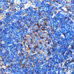Invitrogen SERC1 Polyclonal Antibody 100 &mu;L; Unconjugated:Antibodies,