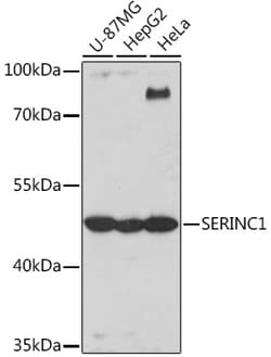 Invitrogen SERC1 Polyclonal Antibody 100 &mu;L; Unconjugated:Antibodies,