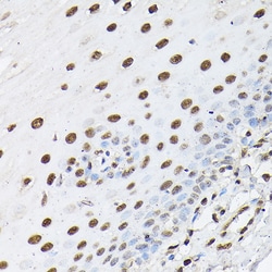 Invitrogen Histone H1T Polyclonal Antibody 100 &mu;L; Unconjugated:Antibodies,