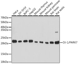 Invitrogen DJ-1 Polyclonal Antibody 100 &mu;L; Unconjugated:Antibodies,