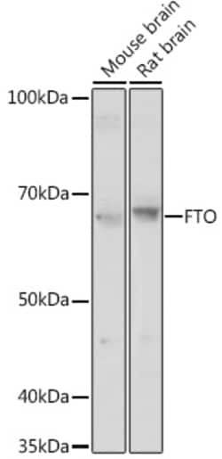Invitrogen FTO Polyclonal Antibody 100 &mu;L; Unconjugated:Antibodies,