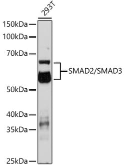 Invitrogen SMAD2/SMAD3 Polyclonal Antibody 100 &mu;L; Unconjugated:Antibodies,