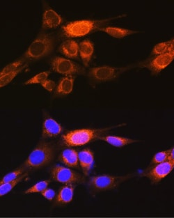 Invitrogen PKM1 Polyclonal Antibody 100 &mu;L; Unconjugated:Antibodies,