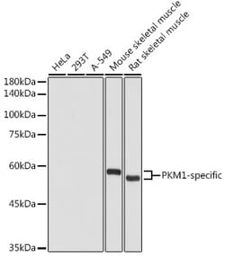 Invitrogen PKM1 Polyclonal Antibody 100 &mu;L; Unconjugated:Antibodies,