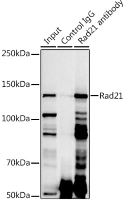 Invitrogen RAD21 Polyclonal Antibody 100 &mu;L; Unconjugated:Antibodies,