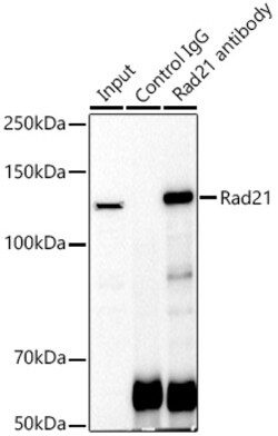 Invitrogen RAD21 Polyclonal Antibody 100 &mu;L; Unconjugated:Antibodies,