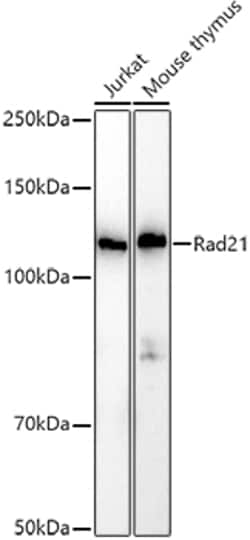 Invitrogen RAD21 Polyclonal Antibody 100 &mu;L; Unconjugated:Antibodies,