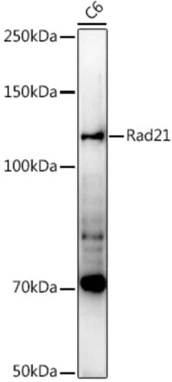 Invitrogen RAD21 Polyclonal Antibody 100 &mu;L; Unconjugated:Antibodies,