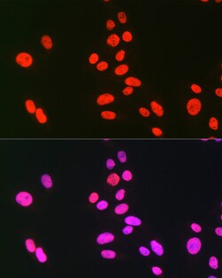 Invitrogen hnRNP C Polyclonal Antibody 100 &mu;L; Unconjugated:Antibodies,