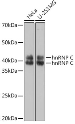 Invitrogen hnRNP C Polyclonal Antibody 100 &mu;L; Unconjugated:Antibodies,