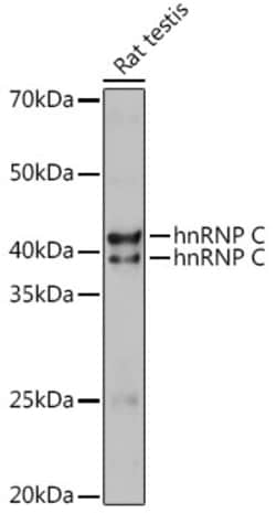Invitrogen hnRNP C Polyclonal Antibody 100 &mu;L; Unconjugated:Antibodies,