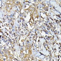 Invitrogen Caspase 4 Polyclonal Antibody 100 &mu;L; Unconjugated:Antibodies,