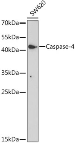 Invitrogen Caspase 4 Polyclonal Antibody 100 &mu;L; Unconjugated:Antibodies,