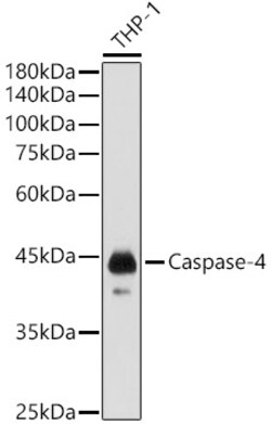 Invitrogen Caspase 4 Polyclonal Antibody 100 &mu;L; Unconjugated:Antibodies,