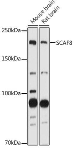 Invitrogen SCAF8 Polyclonal Antibody 100 &mu;L; Unconjugated:Antibodies,