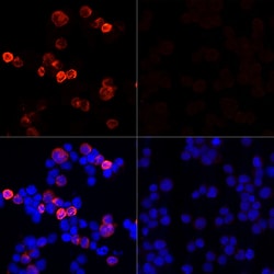 Invitrogen SARS-CoV-2 Spike Protein S1 Polyclonal Antibody 100 &mu;L; Unconjugated:Antibodies,