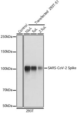 Invitrogen SARS-CoV-2 Spike Protein S1 Polyclonal Antibody 100 &mu;L; Unconjugated:Antibodies,
