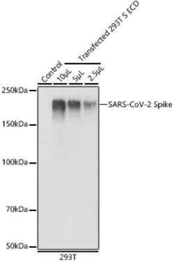 Invitrogen SARS-CoV-2 Spike Protein S1 Polyclonal Antibody 100 &mu;L; Unconjugated:Antibodies,