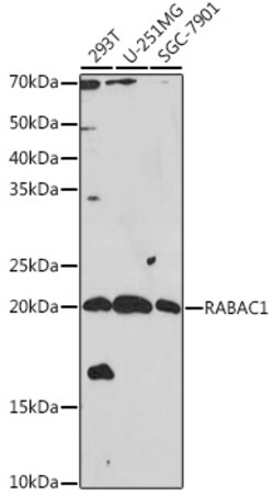 Invitrogen RABAC1 Polyclonal Antibody 100 &mu;L; Unconjugated:Antibodies,