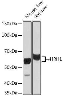 Invitrogen HRH1 Polyclonal Antibody 100 &mu;L; Unconjugated:Antibodies,