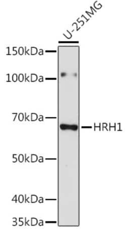 Invitrogen HRH1 Polyclonal Antibody 100 &mu;L; Unconjugated:Antibodies,